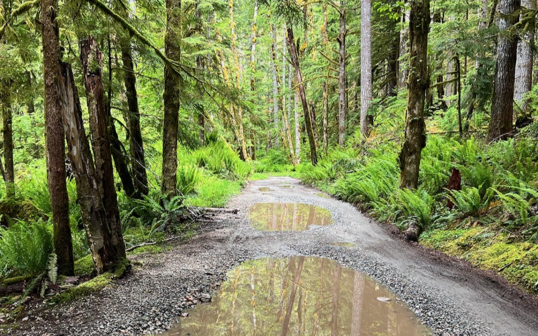 Tools for finding mushrooms in the Pacific Northwest