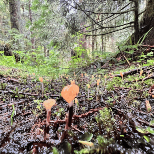Mitrula elegans swamp beacon growing from submerged leaf litter in stream