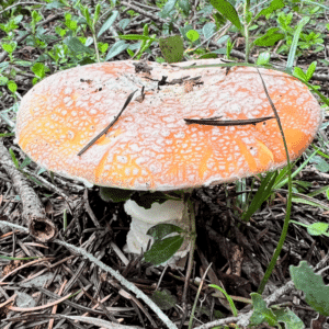 Amanita spring