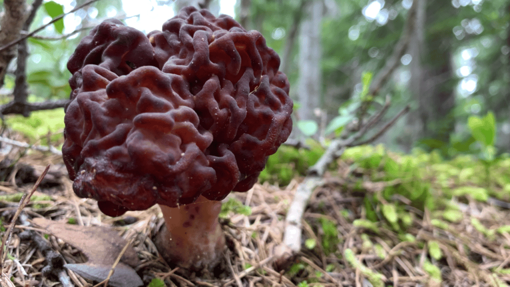 Gyromitra esculenta