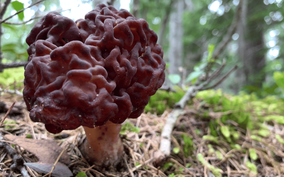 Toxicity of Morels and False Morels in the Pacific Northwest