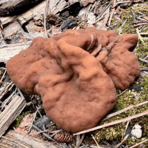 Gyromitra disc