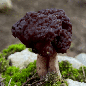 Gyromitra esculenta spring