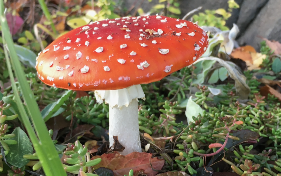 What is a toadstool?