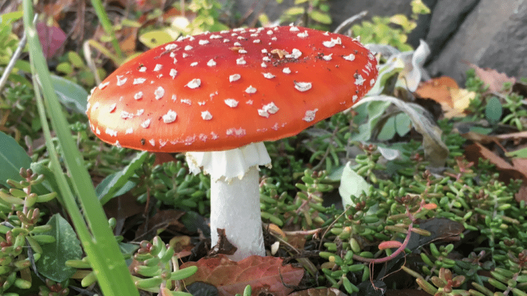 What is a toadstool?