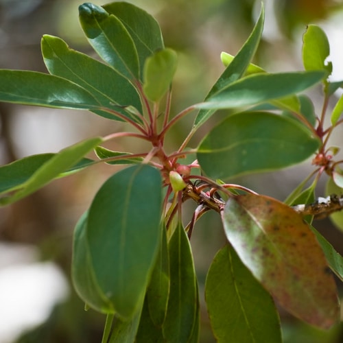 Leaves (needles)