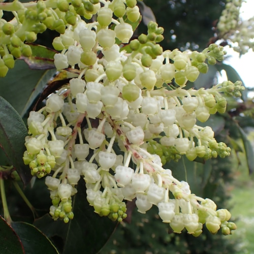 Cones (Female)