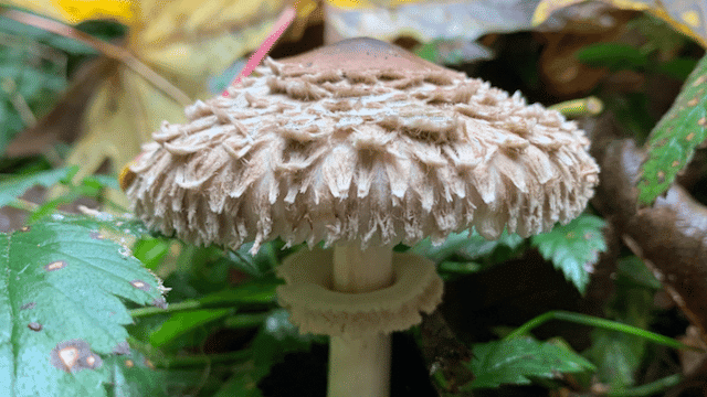 Using iNaturalist to estimate annual variability in fungi fruiting