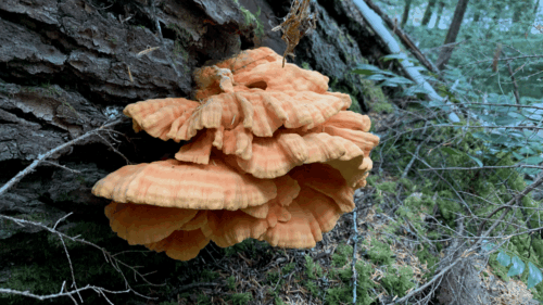 Chicken of the woods mushroom (Laetiporus) on tree trunk