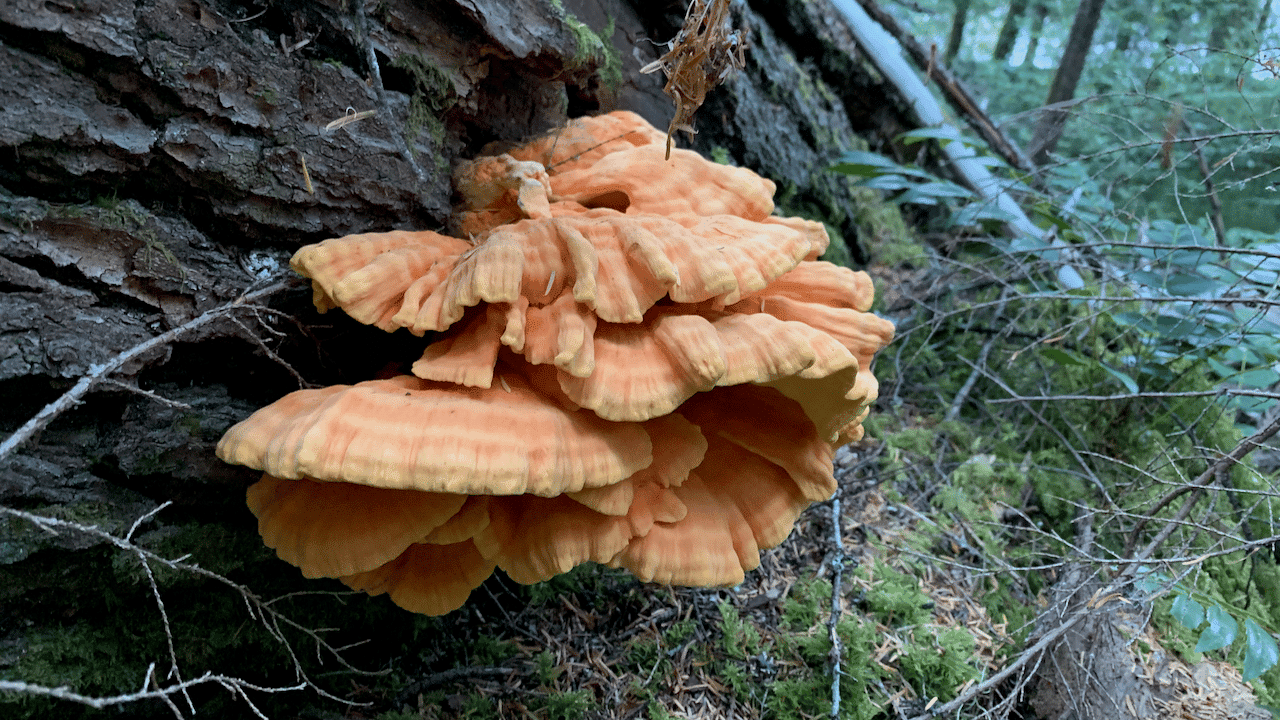 Popular PNW Edible Mushrooms