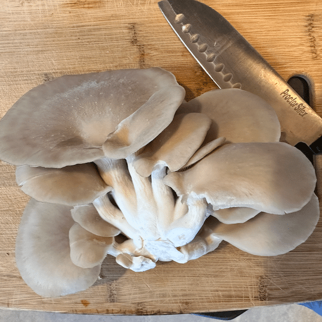 Spring Nettles and Oyster Mushroom Pasta