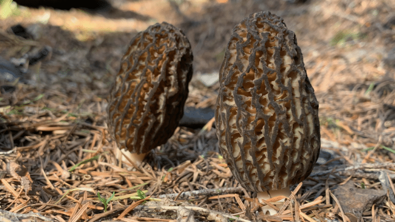 Finding Morels in Washington: A Guide to Habitat, Timing, Techniques, and Safety