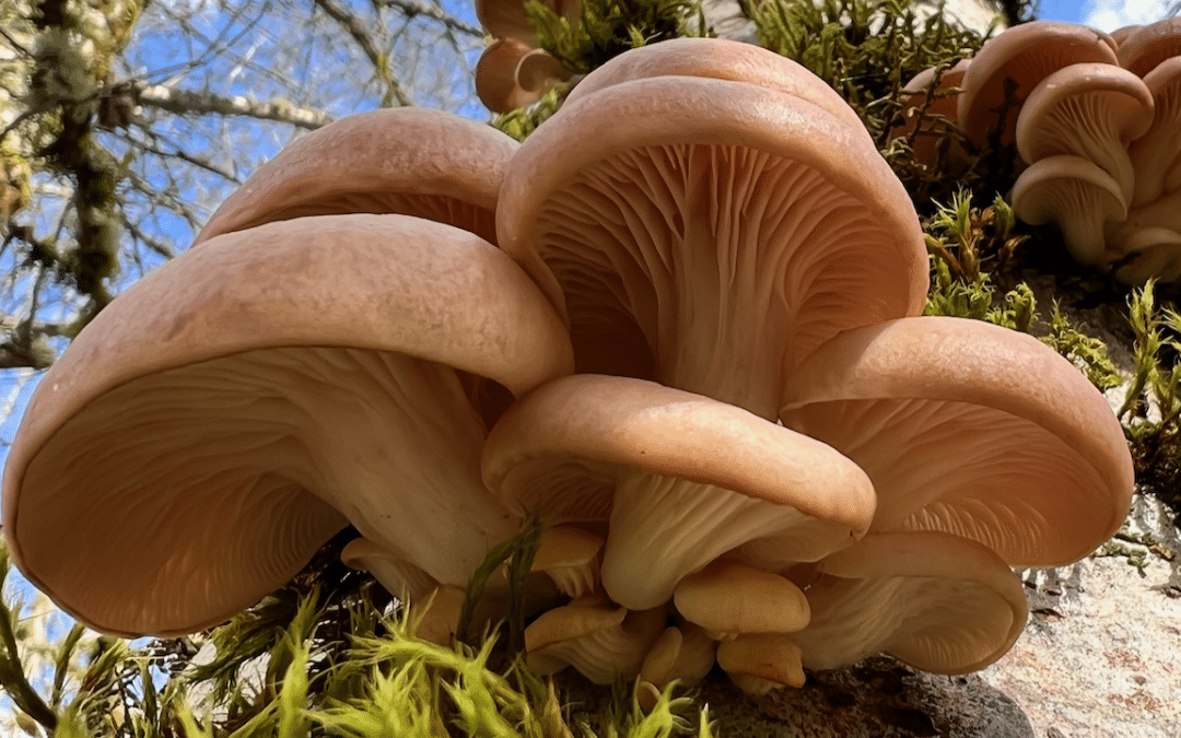 Intro to PNW Spring Mushrooms BC