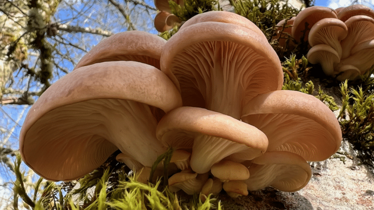 Intro to PNW Spring Mushrooms BC