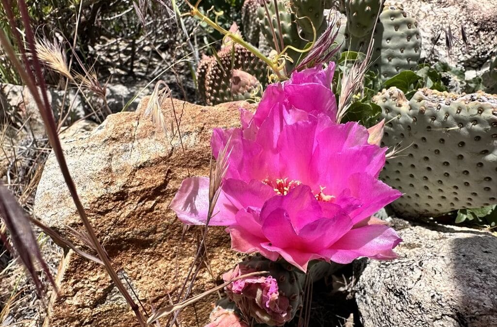 Beavertail Prickly Pear Cactus