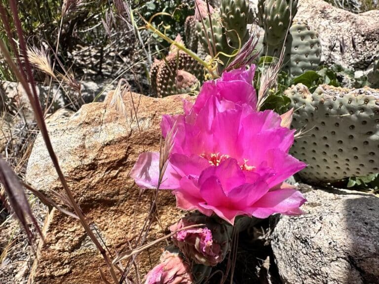 Beavertail Prickly Pear Cactus