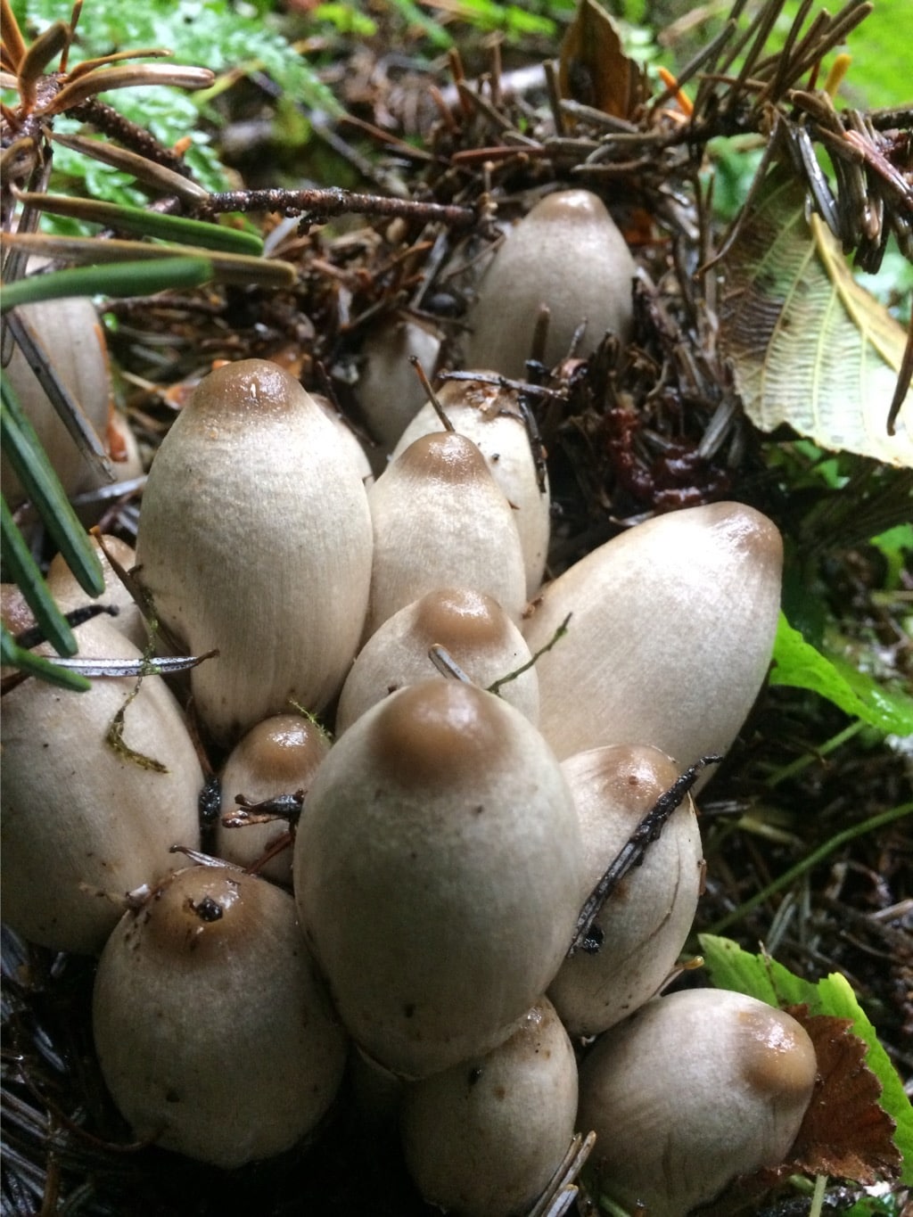 Coprinopsis acuminata inky cap mushroom — some Coprinopsis species contain coprine which causes reactions with alcohol