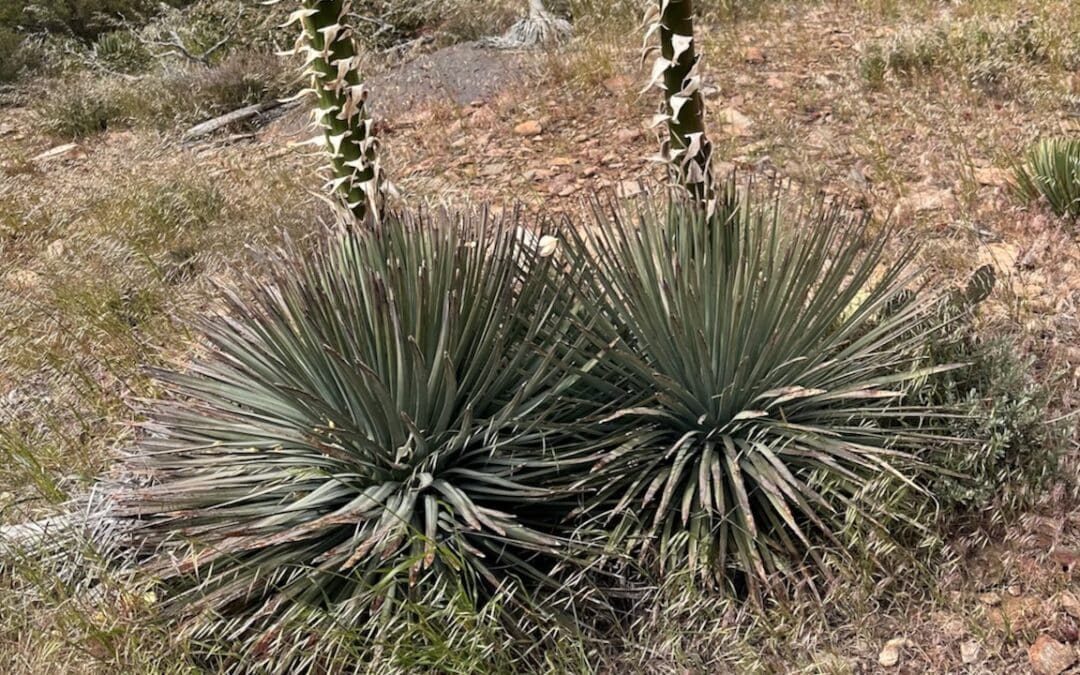 Chaparral Yucca