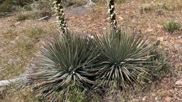 Chaparral Yucca