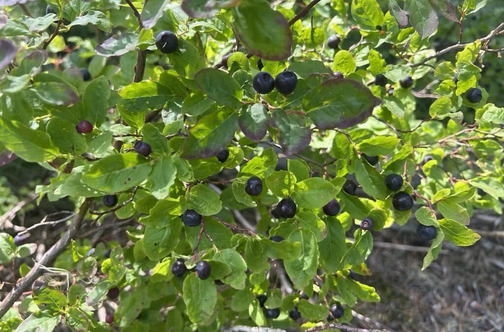 Huckleberries! And other trail snacks