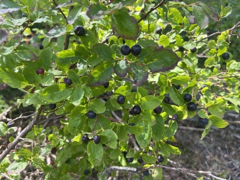 Huckleberries! And other trail snacks