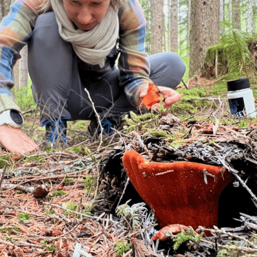 Lobster mushroom showing red-orange exterior in Pacific Northwest forest