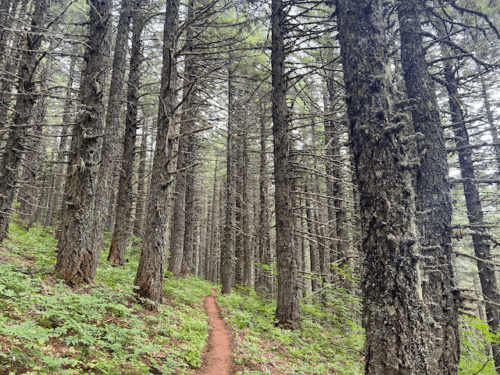Foraging for edible mushrooms in a Pacific Northwest forest