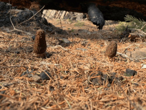 Morel mushrooms growing in natural riparian habitat along a Pacific Northwest river