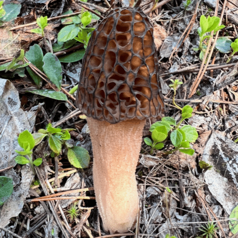Natural morel fruiting with live conifer trees in Pacific Northwest mountain forest