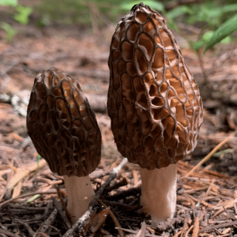 Harvested morel mushrooms from a successful Washington foraging trip