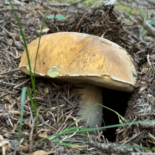 King bolete porcini mushroom in Pacific Northwest forest