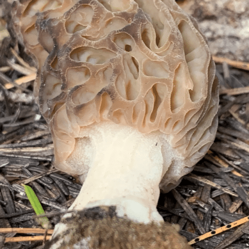 Morel mushroom (Morchella) showing distinctive honeycomb cap, found in Washington state