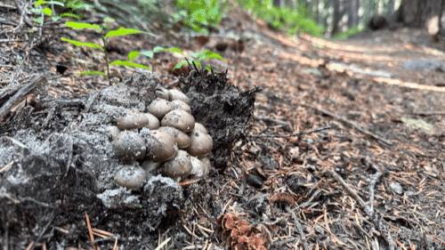 Pacific Northwest forest floor habitat for edible mushrooms