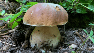 Boletes