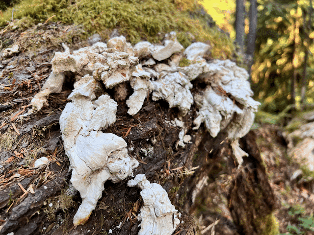 Old, aged chicken of the woods mushroom showing white chalky flesh and faded color