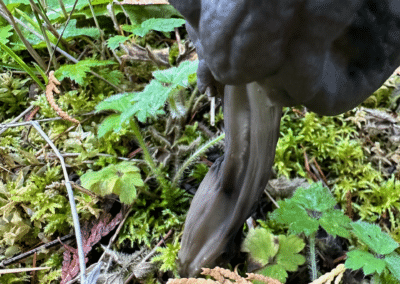 western black elfin saddle helvella vespertina