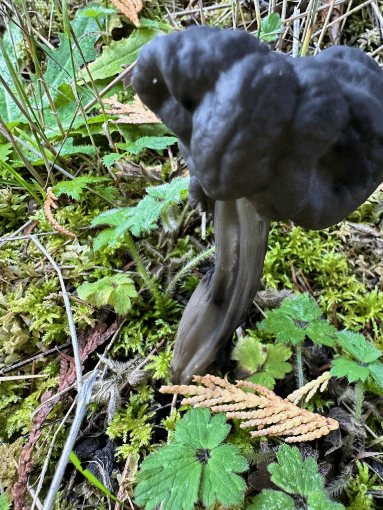 western black elfin saddle helvella vespertina