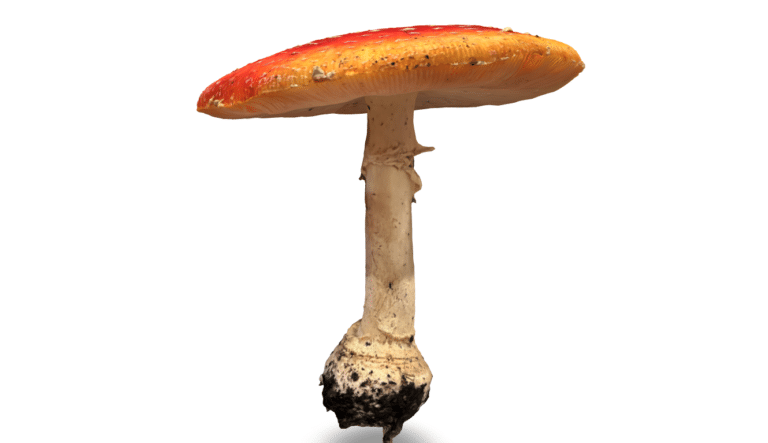 List of poisonous mushrooms