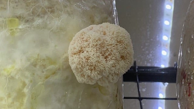 Hericium erinaceus (lion's mane mushroom) showing cascading white teeth