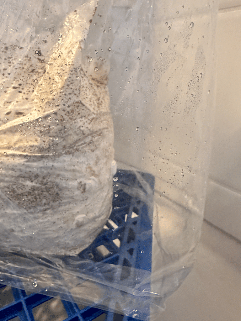 Mushroom block covered with a plastic bag as a humidity tent