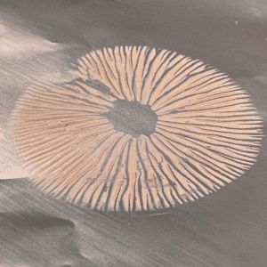 Spore print created from spores dropping from the gills of a mushrooms. The spores leave a radial pattern that is an inverse of the gills.