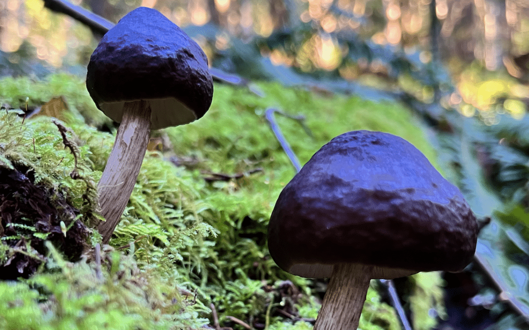 Deer Mushroom Cultivation – Pluteus