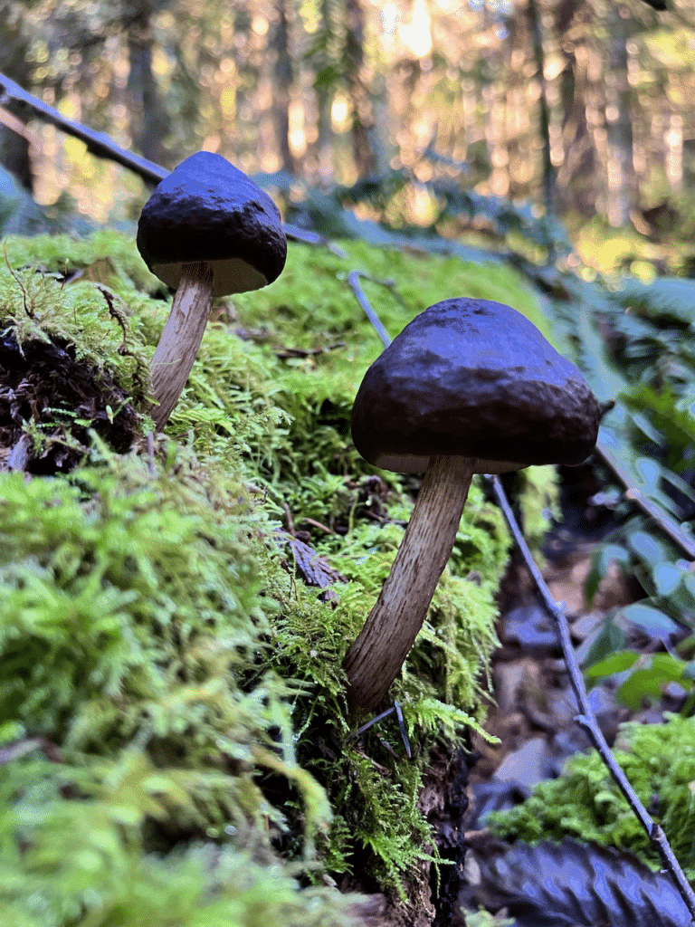 Two dark brown capped Deer mushrooms from the genus Pluteus growing on a large moss-covered decomposing log in the forest. Their stems are 1cm wide and 3-6cm tall. 