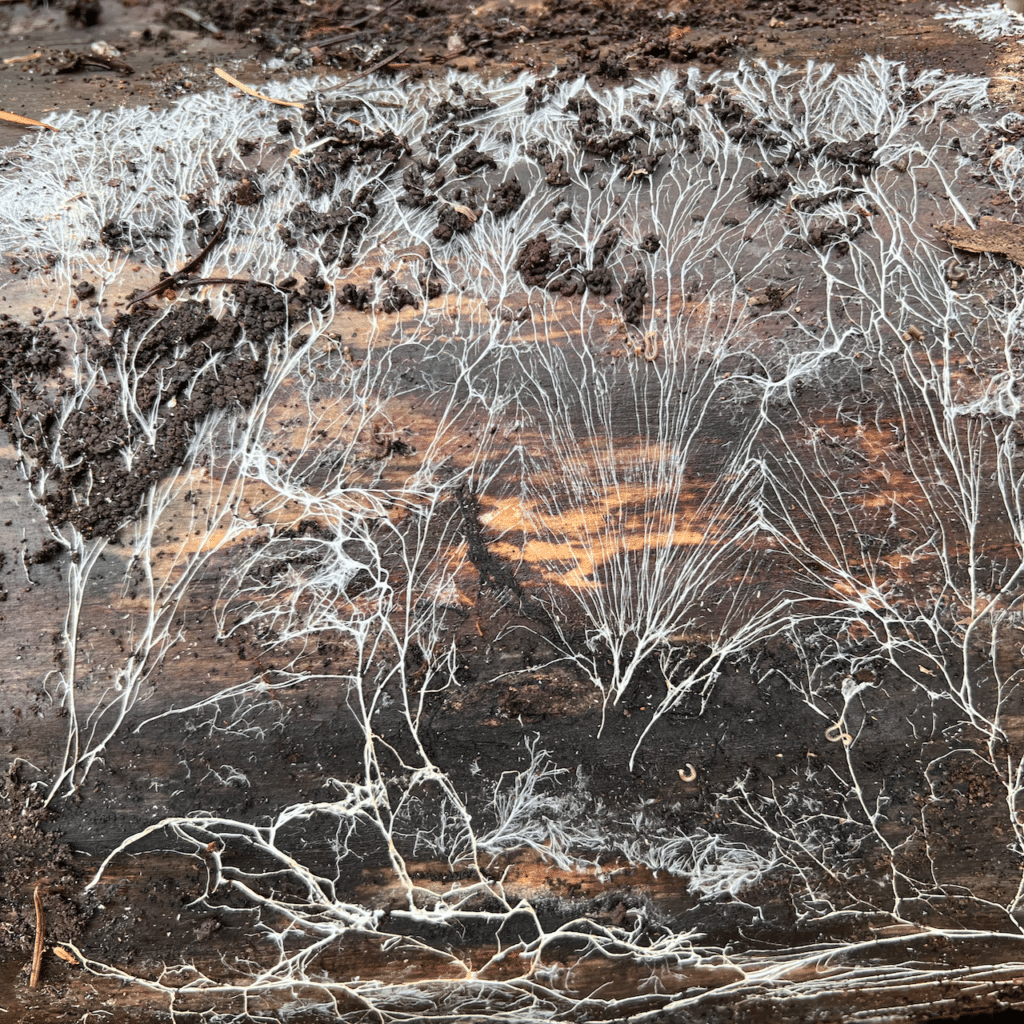 Ropes of tiny fungal fibers known as the mycelium on log. These fibers typically grow in highly protected areas like inside of logs or in the soil. In this case they were growing in a small gap between the bark and the wood.