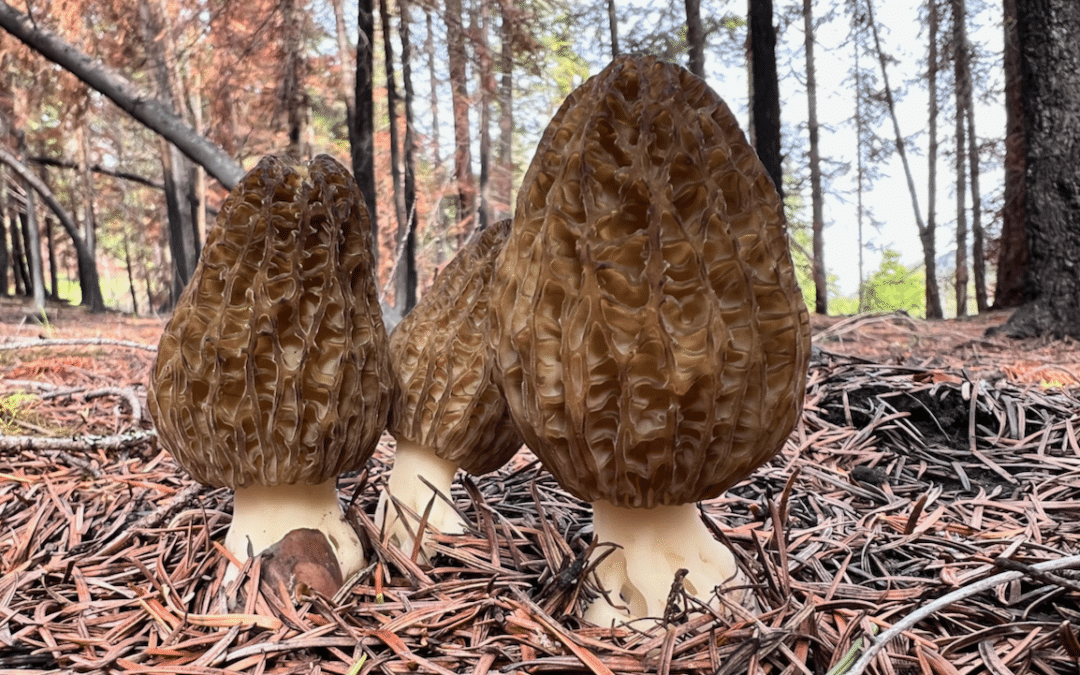 A Guide to Picking Fire Mushrooms in British Columbia