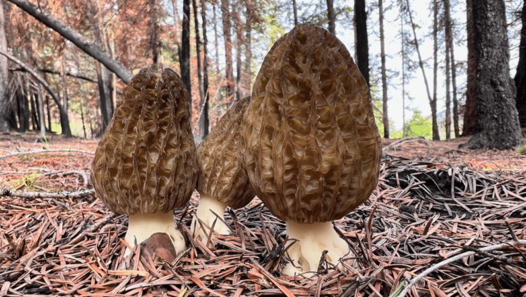 A Guide to Picking Fire Mushrooms in British Columbia