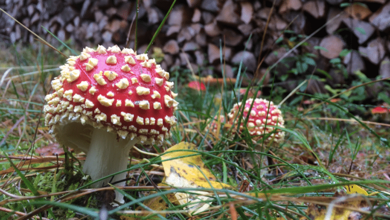 Poisonous Mushrooms