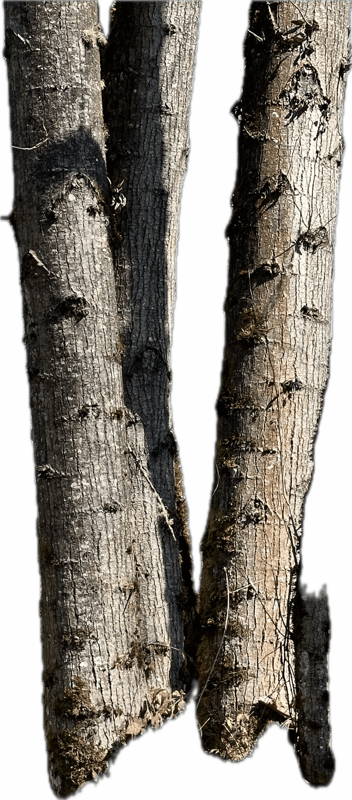 Black cottonwood bark texture showing deep furrows