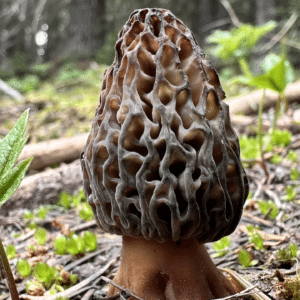 Leavenworth Morels
