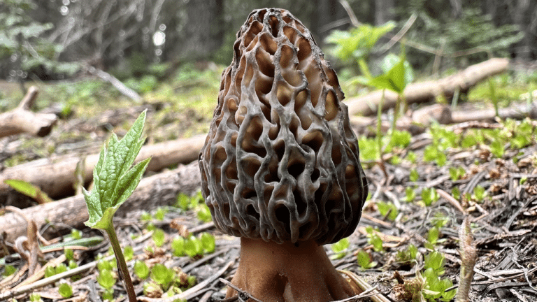 How to Clean Morel Mushrooms